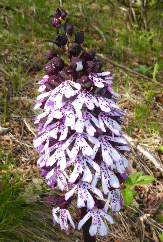 O.simia - O.purpurea - O.insectifera